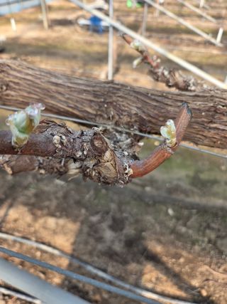 황만달님의 포도 · 영농일지 작성글 사진