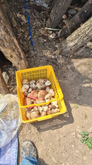 김동명님의 기타작물 · 영농일지 작성글 사진