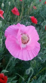 인생은 소풍처럼~님의 작성글 사진