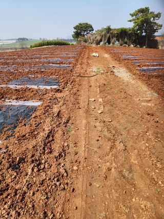 김저팔계님의 기타작물 · 영농일지 작성글 사진