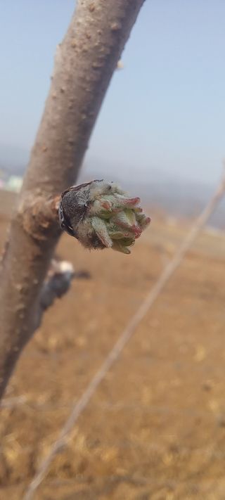 김종식님의 사과 · 영농일지 작성글 사진