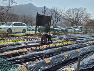 이경옥님의 기타작물 · 영농일지 작성글 사진