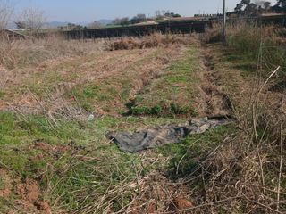 블루하늘TV님의 감자 · 영농일지 작성글 사진