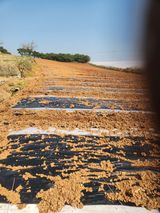 김저팔계님의 작성글 사진