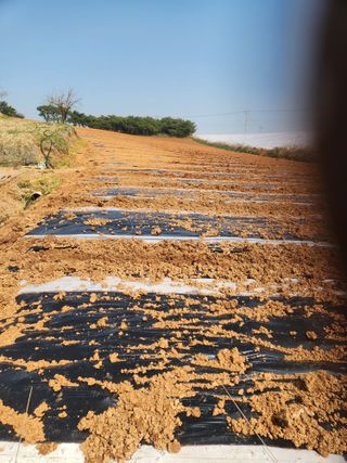김저팔계님의 기타작물 · 영농일지 작성글 사진