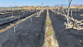 늘푸른 농장주님의 기타작물 · 영농일지 작성글 사진