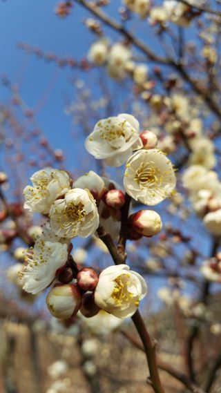 인생은 소풍처럼~님의 기타작물 · 영농일지 작성글 사진