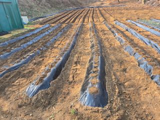 강화화도님의 감자 · 영농일지 작성글 사진