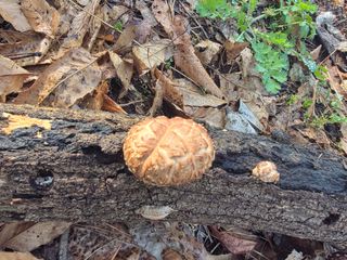 한상훈님의 버섯 · 영농일지 작성글 사진