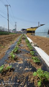 팜모닝 기타작물·영농일지 게시글 이미지