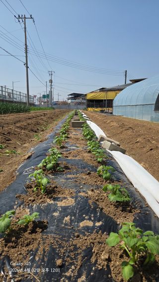 김시내 님의 기타작물 · 영농일지 작성글 사진