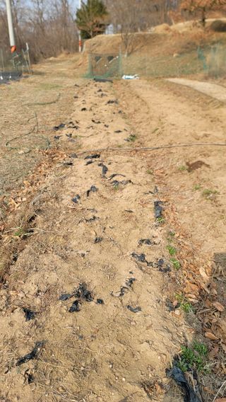 서초농원님의 기타작물 · 영농일지 작성글 사진