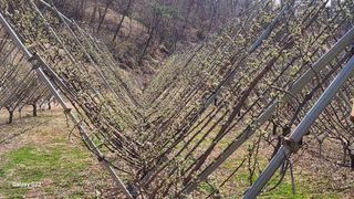 김준한님의 자두 · 영농일지 작성글 사진