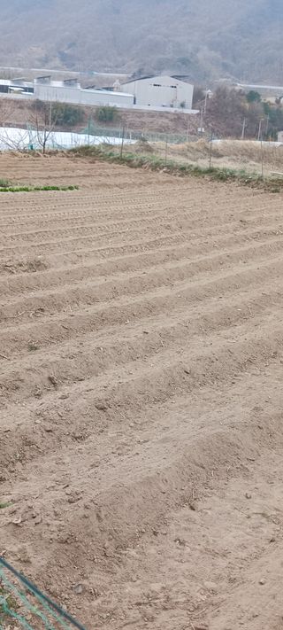 김 연님의 기타작물 · 영농일지 작성글 사진