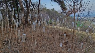 이철수님의 두릅 · 영농일지 작성글 사진