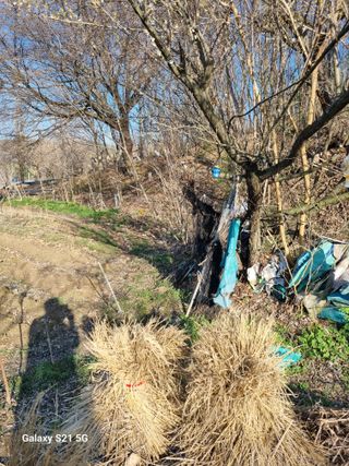 김 기 동님의 기타작물 · 영농일지 작성글 사진