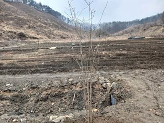 김홍중님의 두릅 · 영농일지 작성글 사진