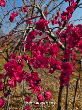 정택님의 매실 · 영농일지 작성글 사진