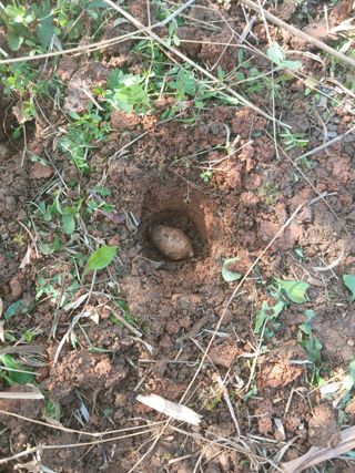 블루하늘TV님의 감자 · 영농일지 작성글 사진