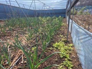 최진일님의 블루베리 · 영농일지 작성글 사진