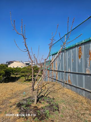 장정규님의 기타작물 · 영농일지 작성글 사진