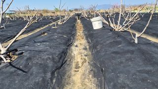 늘푸른 농장주님의 기타작물 · 영농일지 작성글 사진