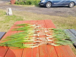 한경훈님의 기타작물 · 영농일지 작성글 사진