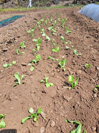 한림한경님의 기타작물 · 영농일지 작성글 사진