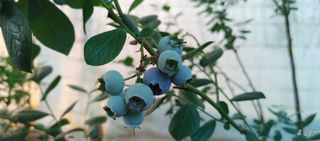 류근택님의 블루베리 · 영농일지 작성글 사진