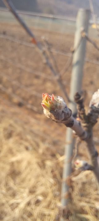 김종식님의 사과 · 영농일지 작성글 사진