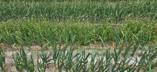 경주농장님의 마늘 · 영농일지 작성글 사진