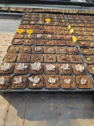 신상섭님의 기타작물 · 영농일지 작성글 사진