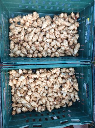 블루하늘TV님의 감자 · 영농일지 작성글 사진