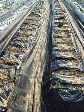 이경옥님의 기타작물 · 영농일지 작성글 사진