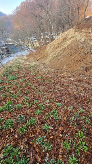 유니거니님의 기타작물 · 영농일지 작성글 사진