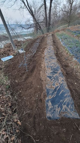 서초농원님의 기타작물 · 영농일지 작성글 사진