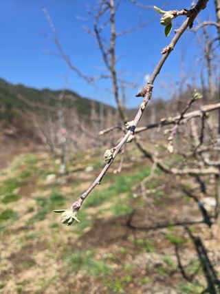 조정미님의 사과 · 영농일지 작성글 사진