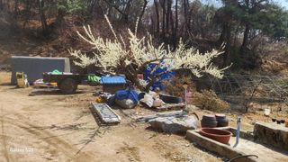 김준한님의 자두 · 영농일지 작성글 사진