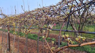 장원팜님의 배 · 영농일지 작성글 사진