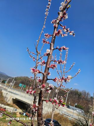 장정규님의 기타작물 · 영농일지 작성글 사진