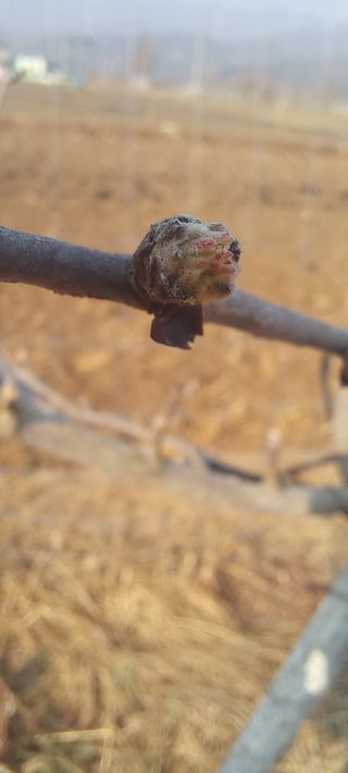 김종식님의 사과 · 영농일지 작성글 사진