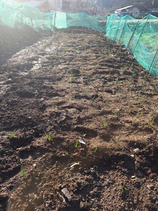 한상훈님의 마늘 · 영농일지 작성글 사진