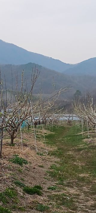 김 연님의 기타작물 · 영농일지 작성글 사진