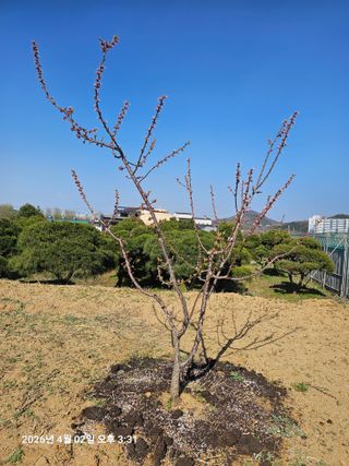 장정규님의 기타작물 · 영농일지 작성글 사진