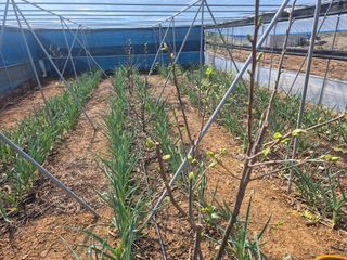 최진일님의 블루베리 · 영농일지 작성글 사진