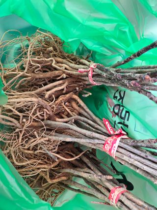 박병철님의 기타작물 · 영농일지 작성글 사진