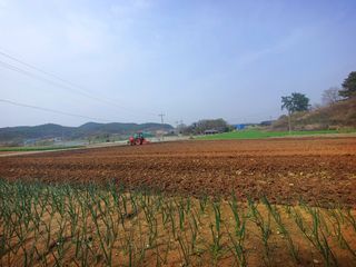 오이8898황산면님의 고추 · 영농일지 작성글 사진