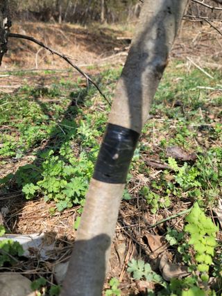 신승철님의 사과 · 영농일지 작성글 사진