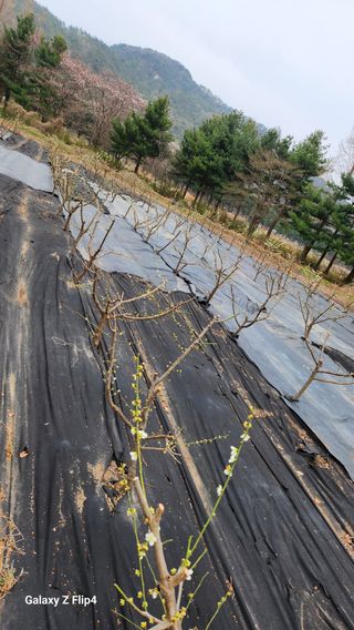 정헌경님의 기타작물 · 영농일지 작성글 사진