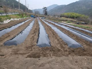 해솔농원님의 고추 · 영농일지 작성글 사진